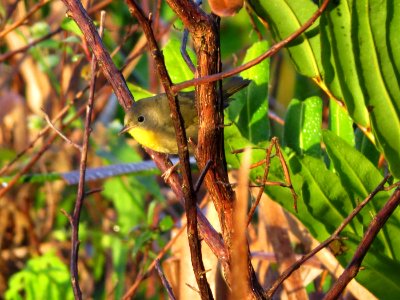 Common Yellowthroat