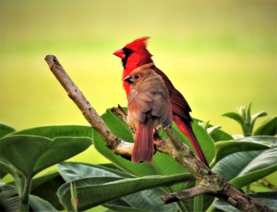 Northern Cardinal, father and fledgling.