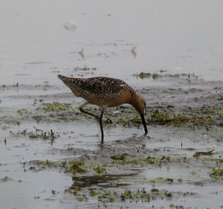 IMG 1520 c SB Dowitcher TNC Kankakee Sands Enos IN 7-22-09
