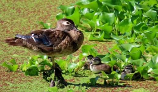 Mother Wood Duck and ducklings photo