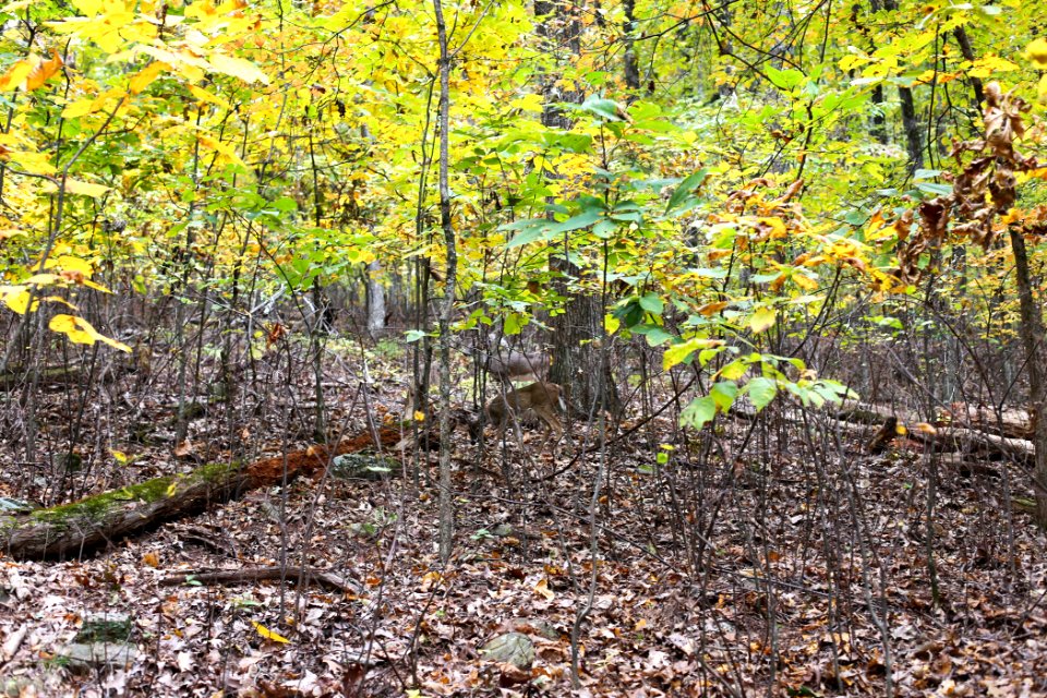 Kennesaw Mountain - October 31st, 2013