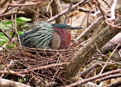 Green Heron nest photo