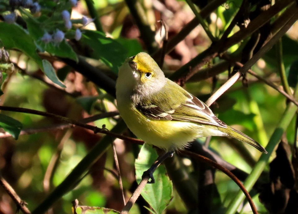White-eyed Vireo