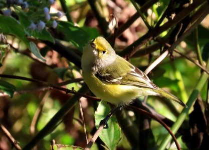 White-eyed Vireo
