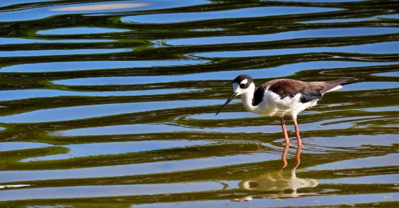 Black-necked Stilt