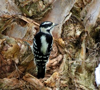 Downey Woodpecker