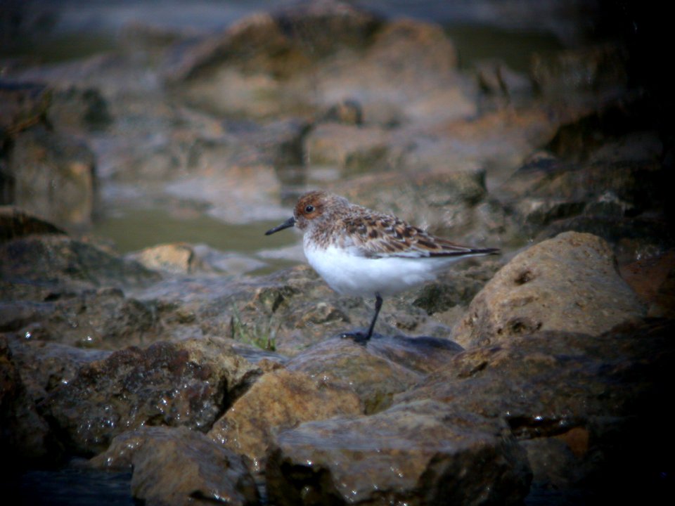 DSCN1065 Sanderling Shoop Park Racine WI 5-18-08