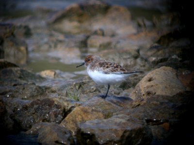 DSCN1065 Sanderling Shoop Park Racine WI 5-18-08