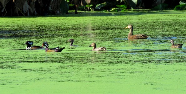 Hooded Merganser,Wood Ducks, Canvasback and Mottled Duck photo