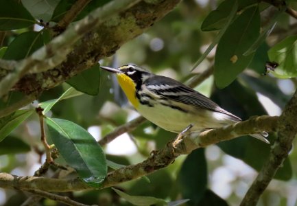 Yellow-throated Warbler photo