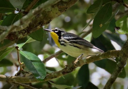 Yellow-throated Warbler