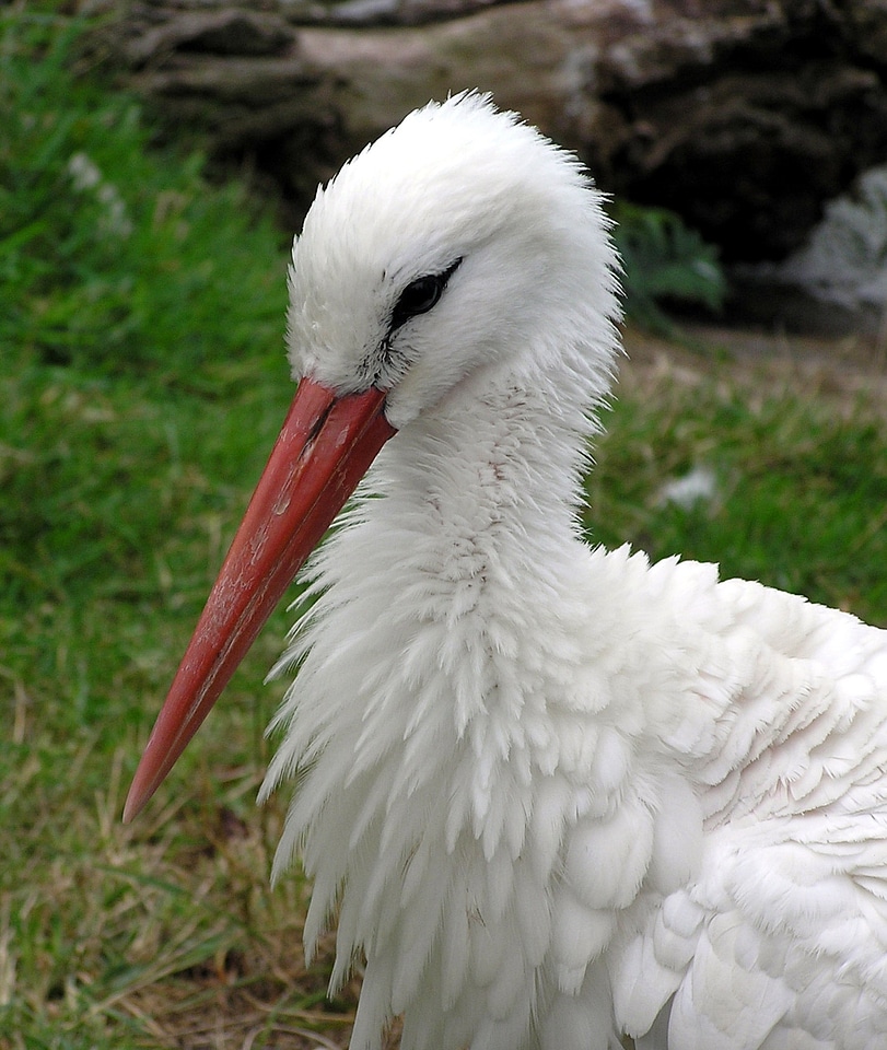 Wildlife bird nature