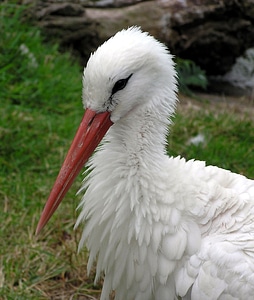 Wildlife bird nature
