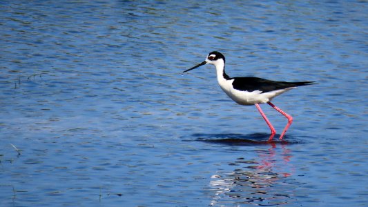 Black-necked Stilt