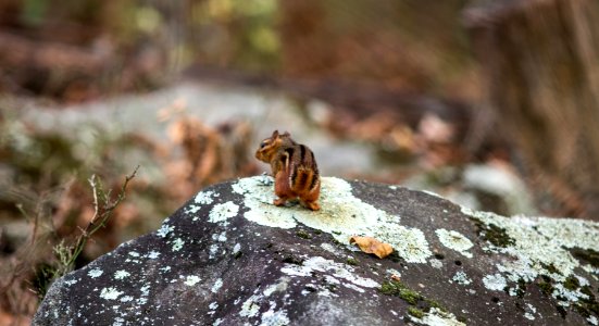 Chipmunk on Kennesaw Mountain