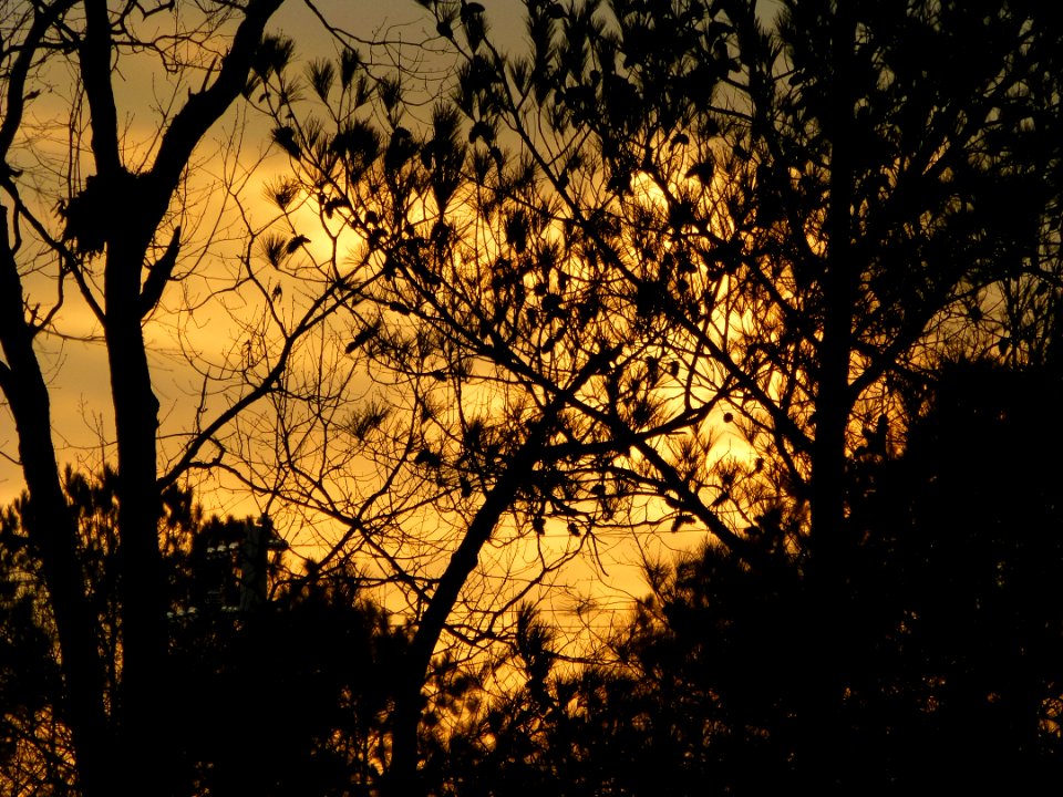 Sunset in Woodstock, GA - January 28th, 2013