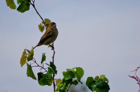 Indigo Bunting photo