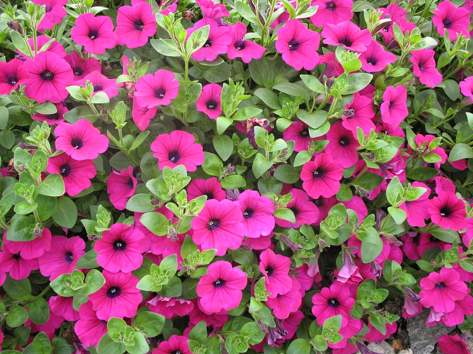 Garden summer floral
