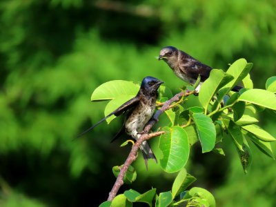 Purple Martins