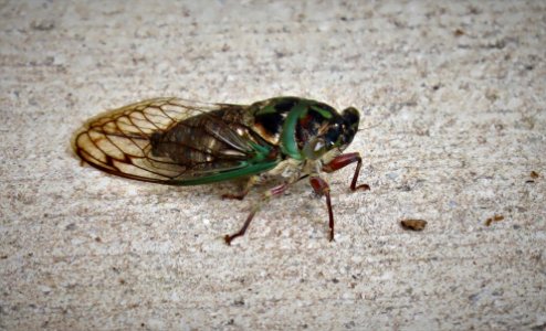 Cicada