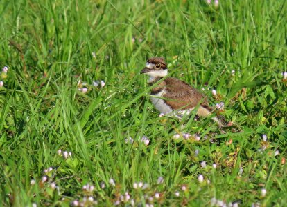 Baby Killdeer photo