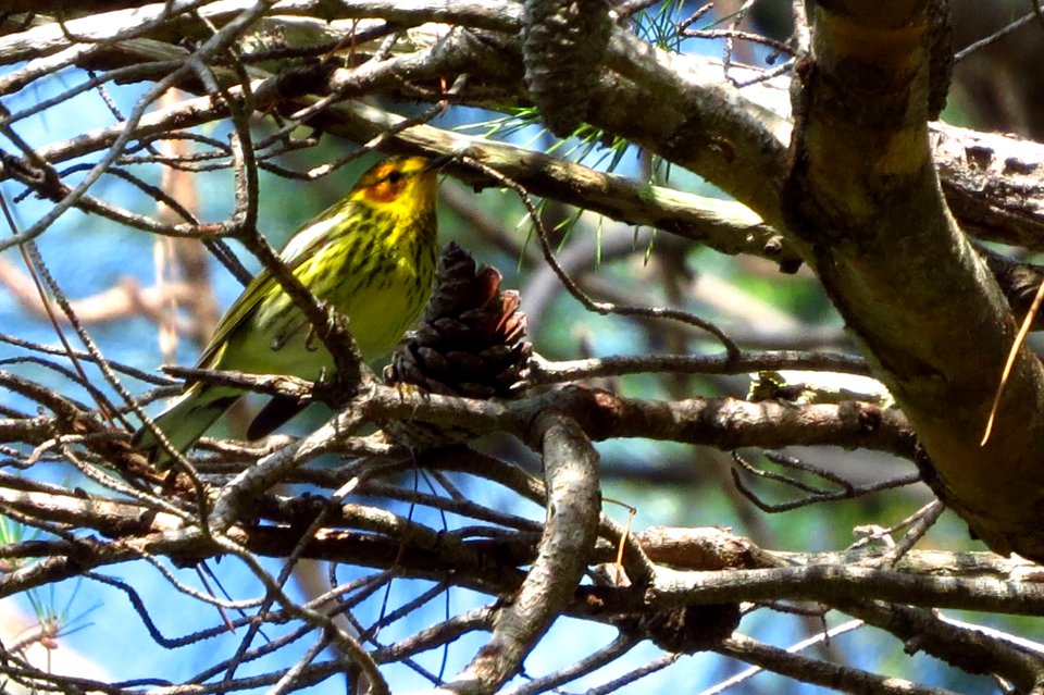 Cape May Warbler
