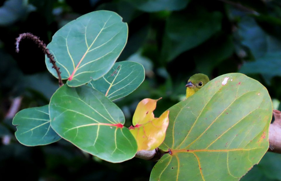 Painted Bunting hiding in the Sea Grape
