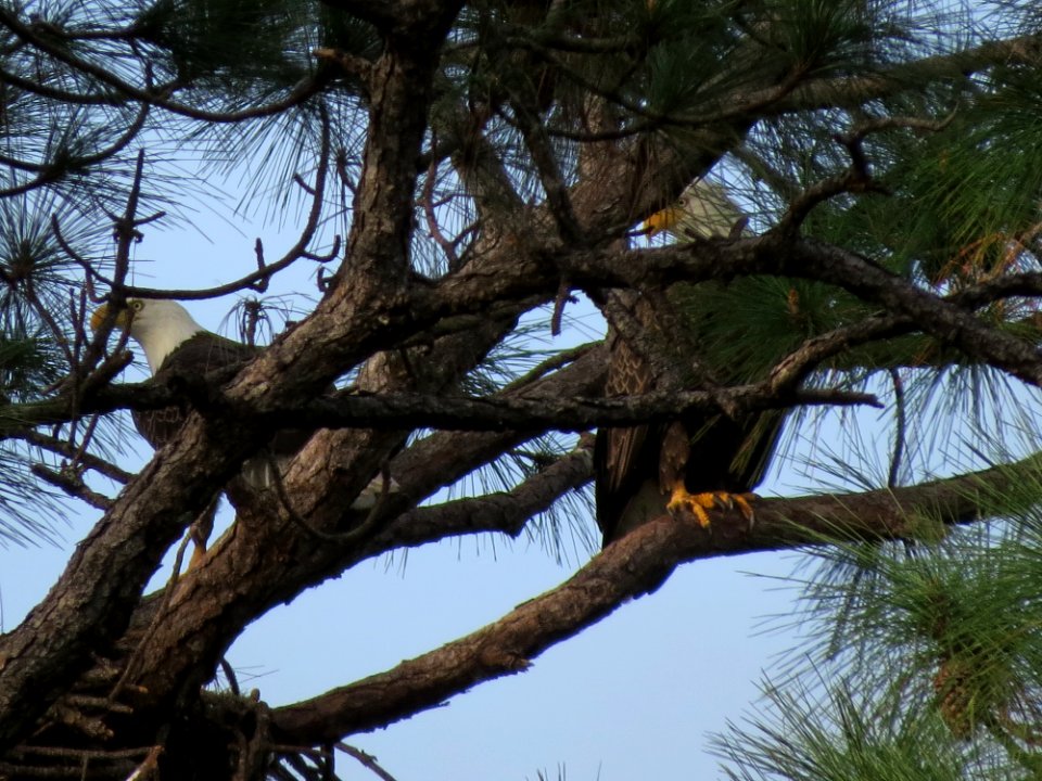 Bald Eagles