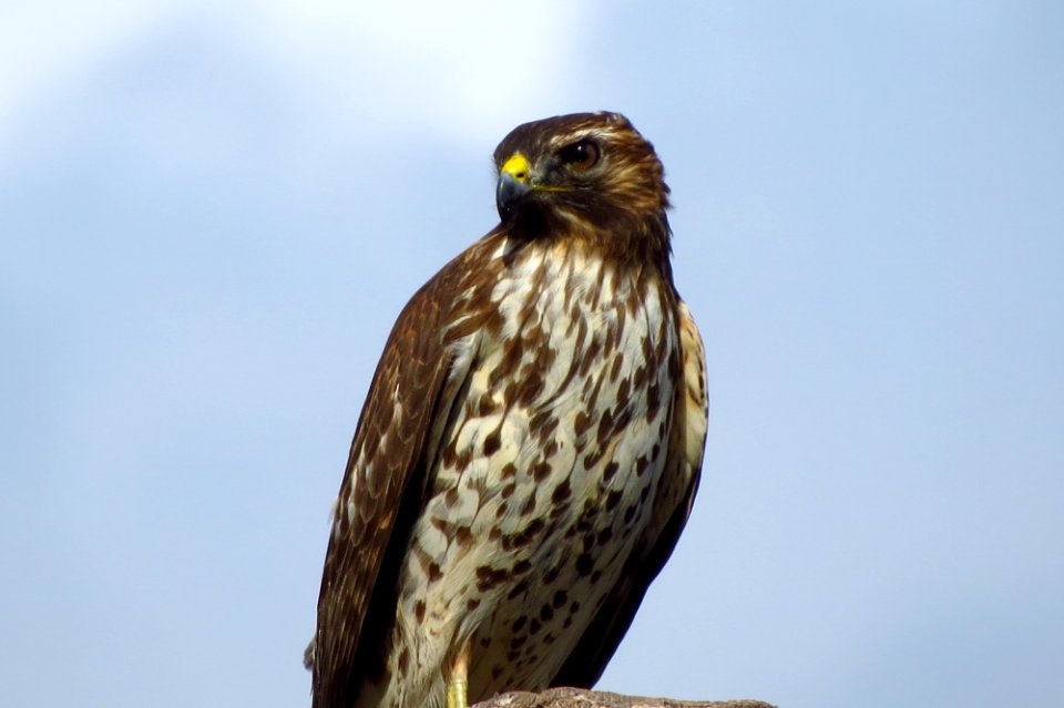 Red-shouldered Hawk
