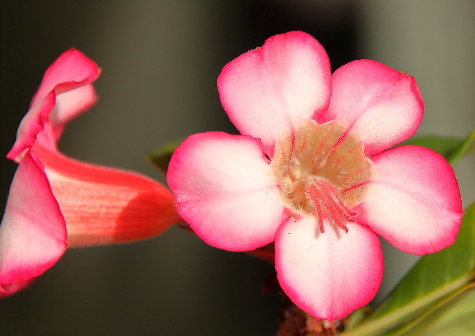 The desert rose violet flower