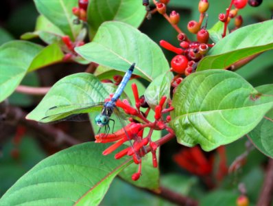 Dragonfly on Firebush