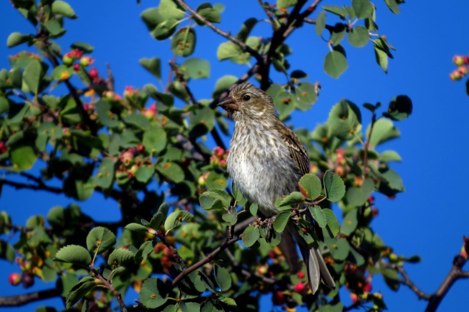 Cassin's Finch