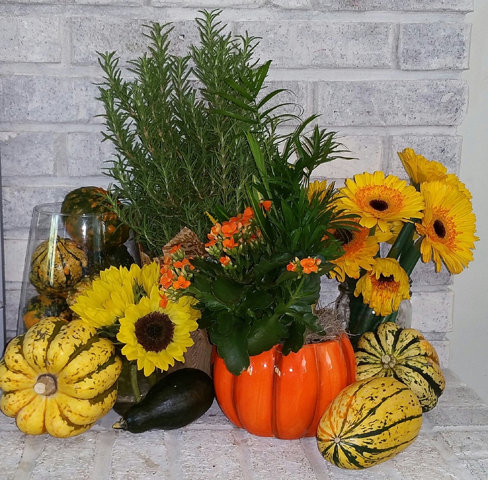 Halloween pumpkin orange