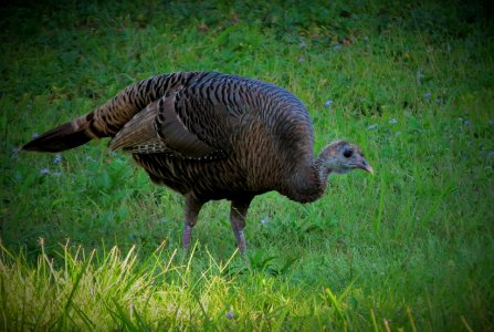 Wild Turkey
