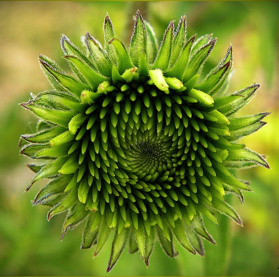Echinacea grüne bud