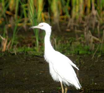 IMG 1809 c Little Blue Heron (juv) Kankakee Sands Enos IN 7-26-09 Jed Hertz
