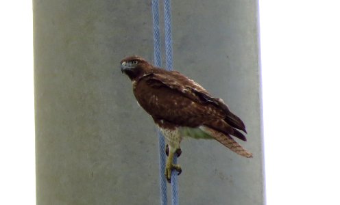 Red-tailed Hawk photo