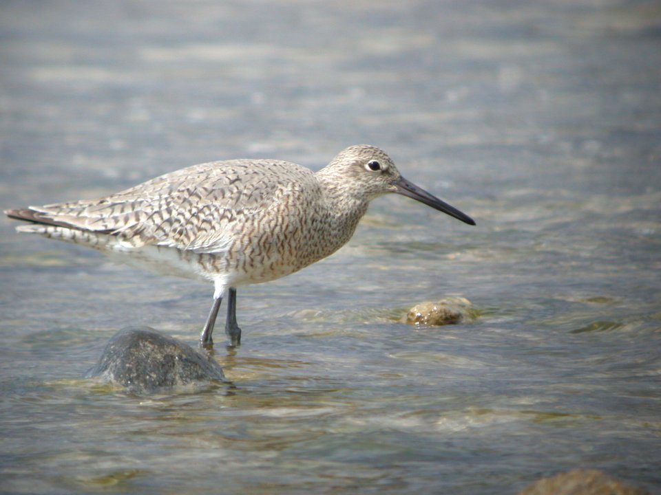 DSCN1072 Willet Shoop Park Racine WI 5-18-08