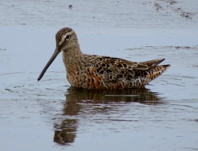 Dowitcher