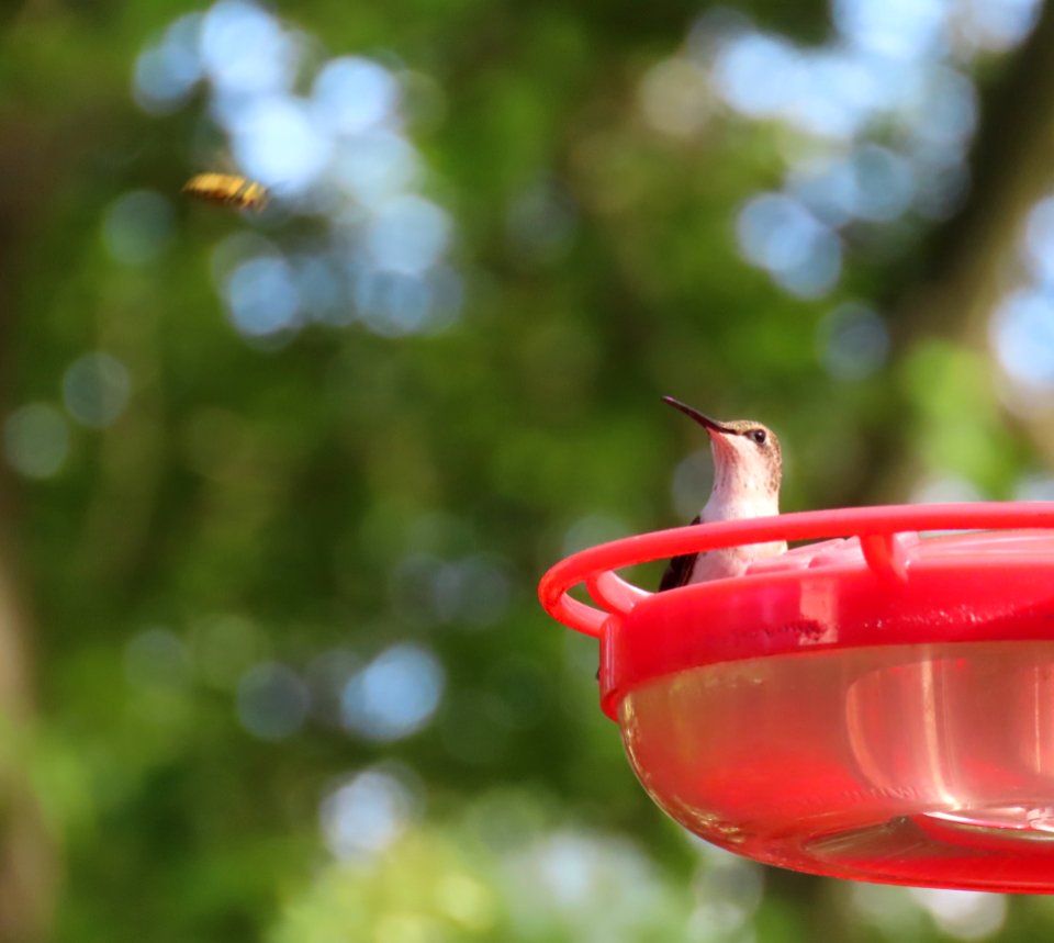 Ruby-throated Hummingbird