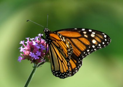 Monarch Butterfly on Verbena photo