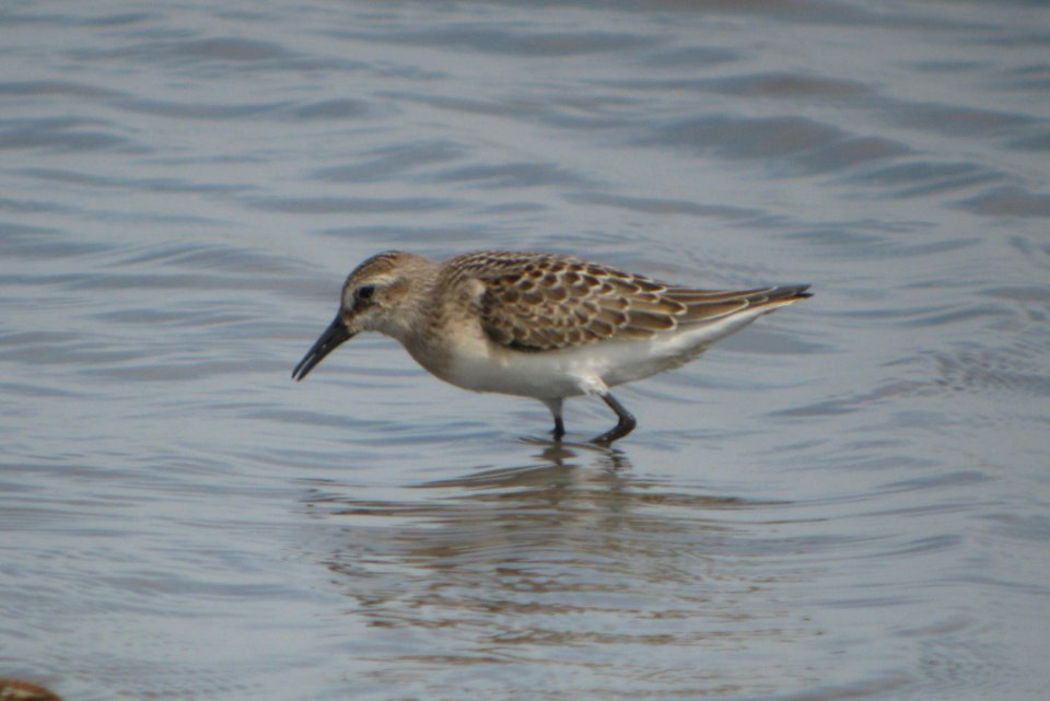 IMG 2689 c Baird's Sandpiper (Juv) Kankakee Co IL 8-25-09