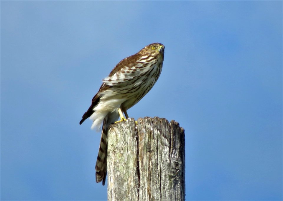 Cooper's Hawk
