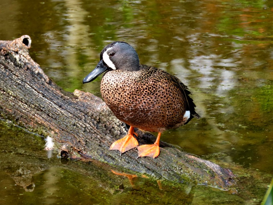 Blue-winged Teal