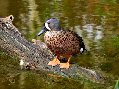 Blue-winged Teal