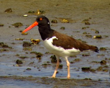 American Oystercatcher