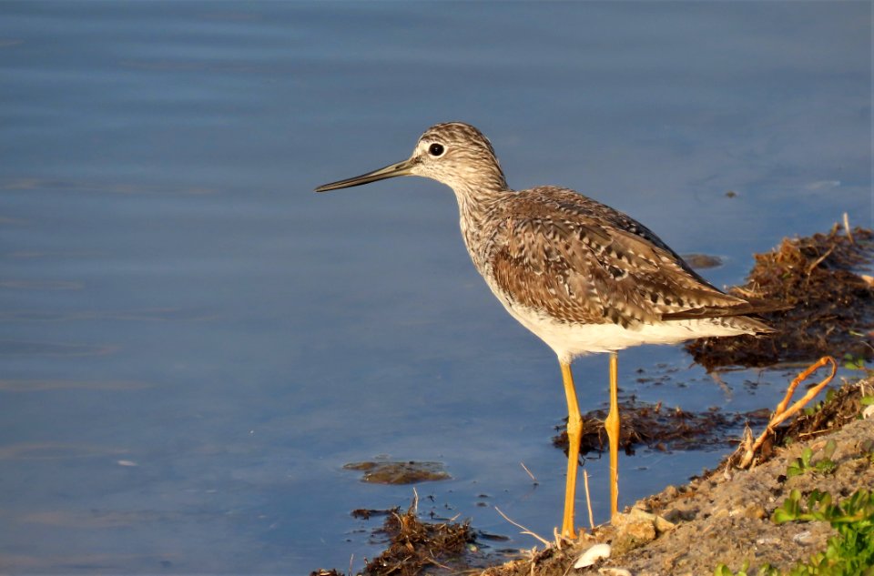 Greater Yellowlegs