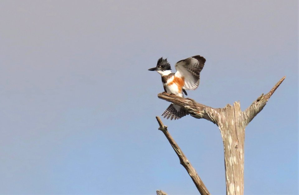 Belted Kingfisher photo