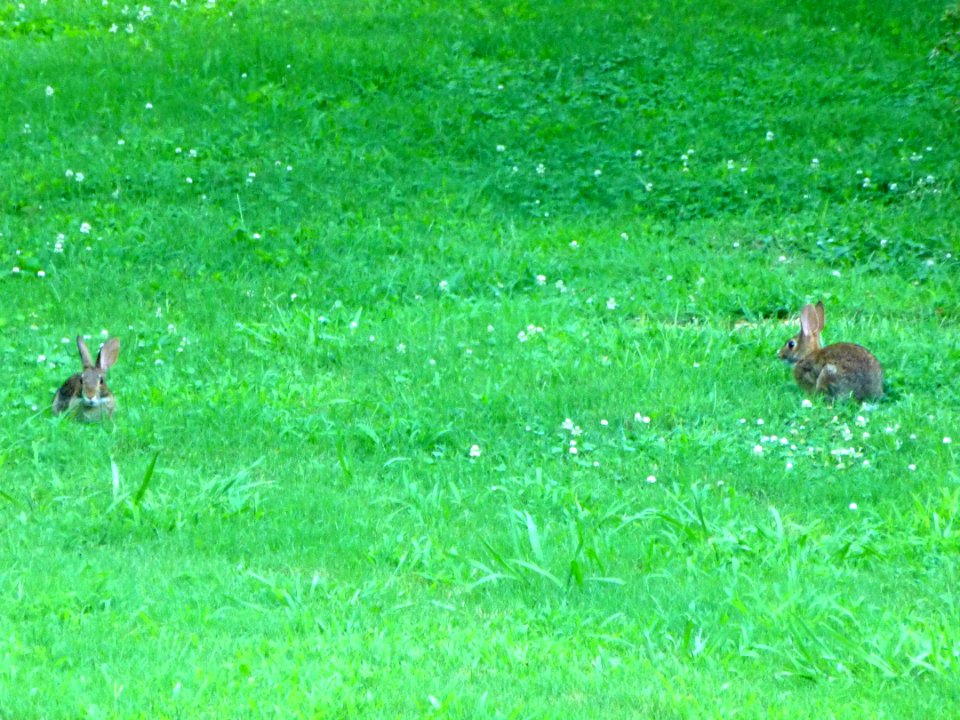 Day 207 - Mr. and Mrs. Rabbit