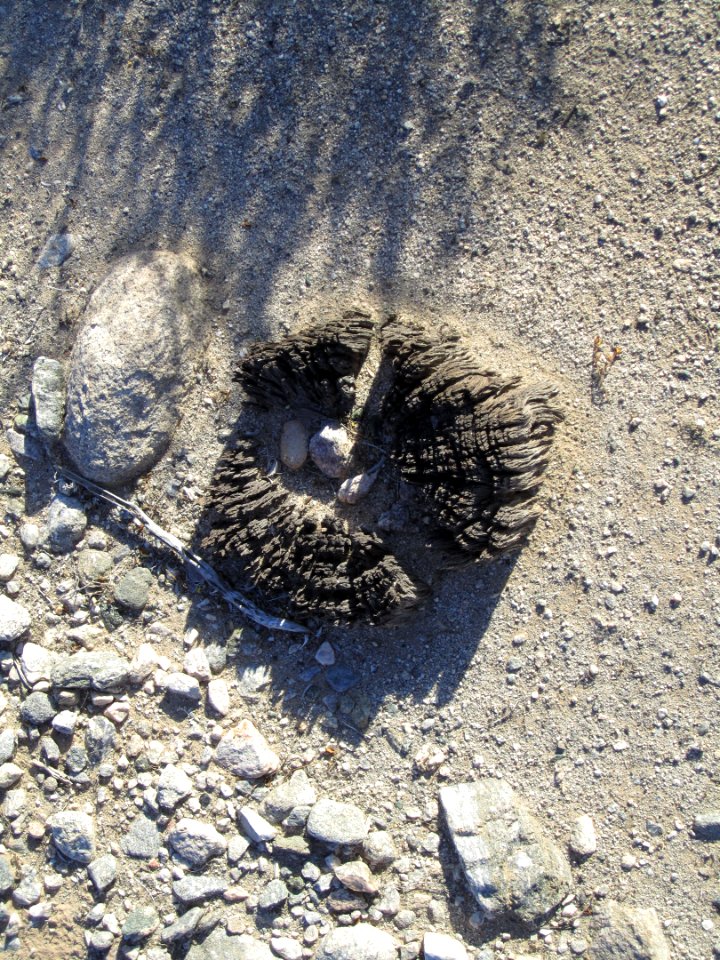 April 2013 - Telegraph Pole Stump?